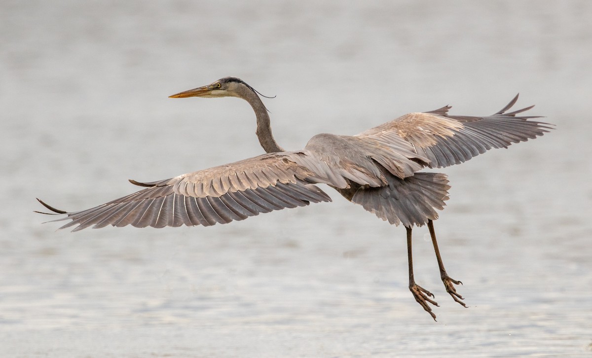 Great Blue Heron - ML324083011