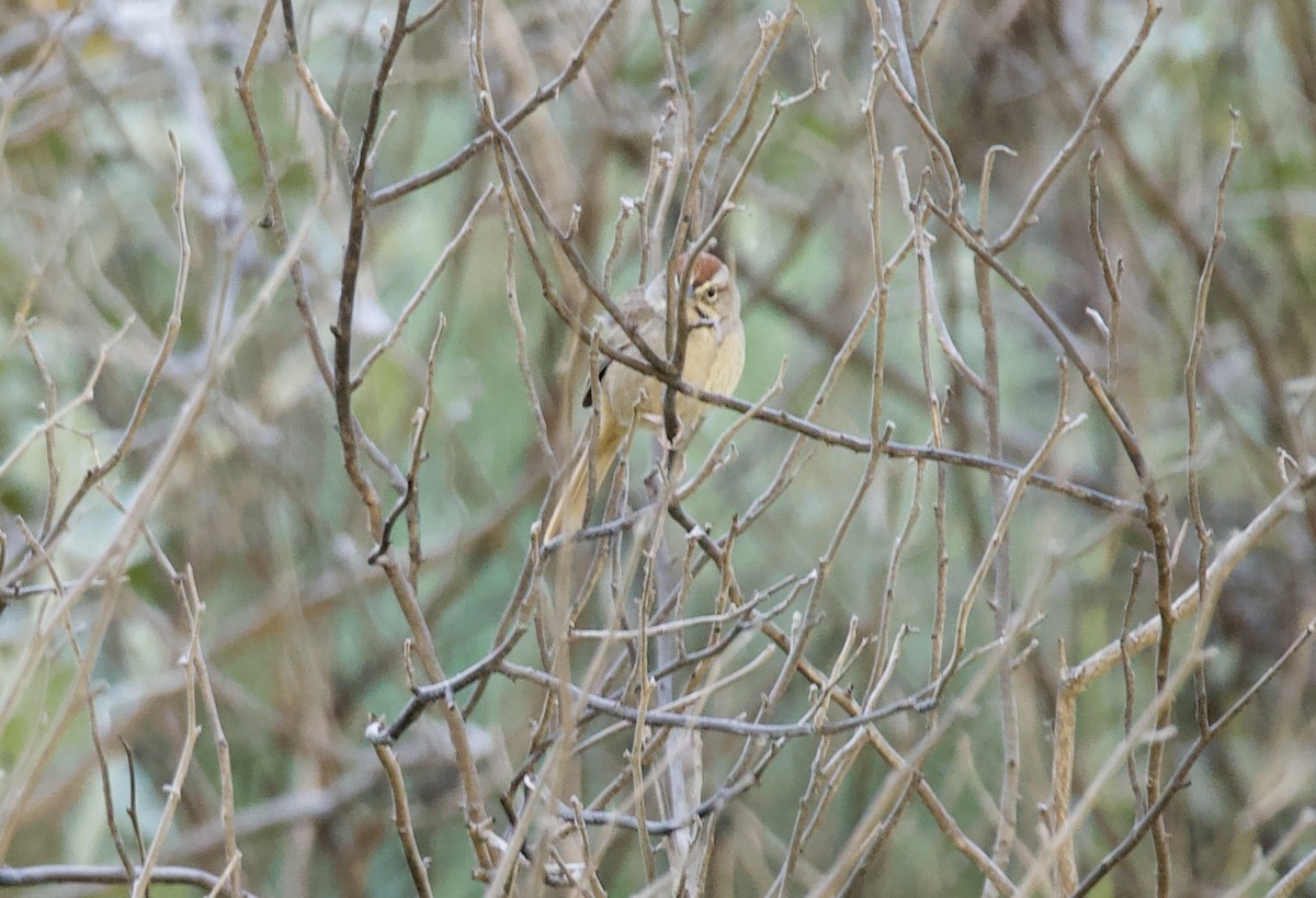 Rufous-crowned Sparrow - ML324084521