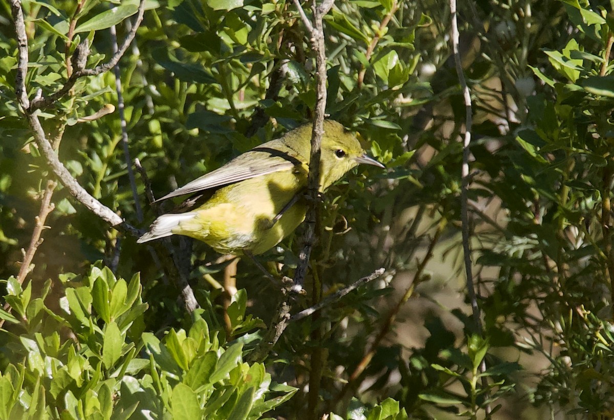 Orange-crowned Warbler - ML324084591