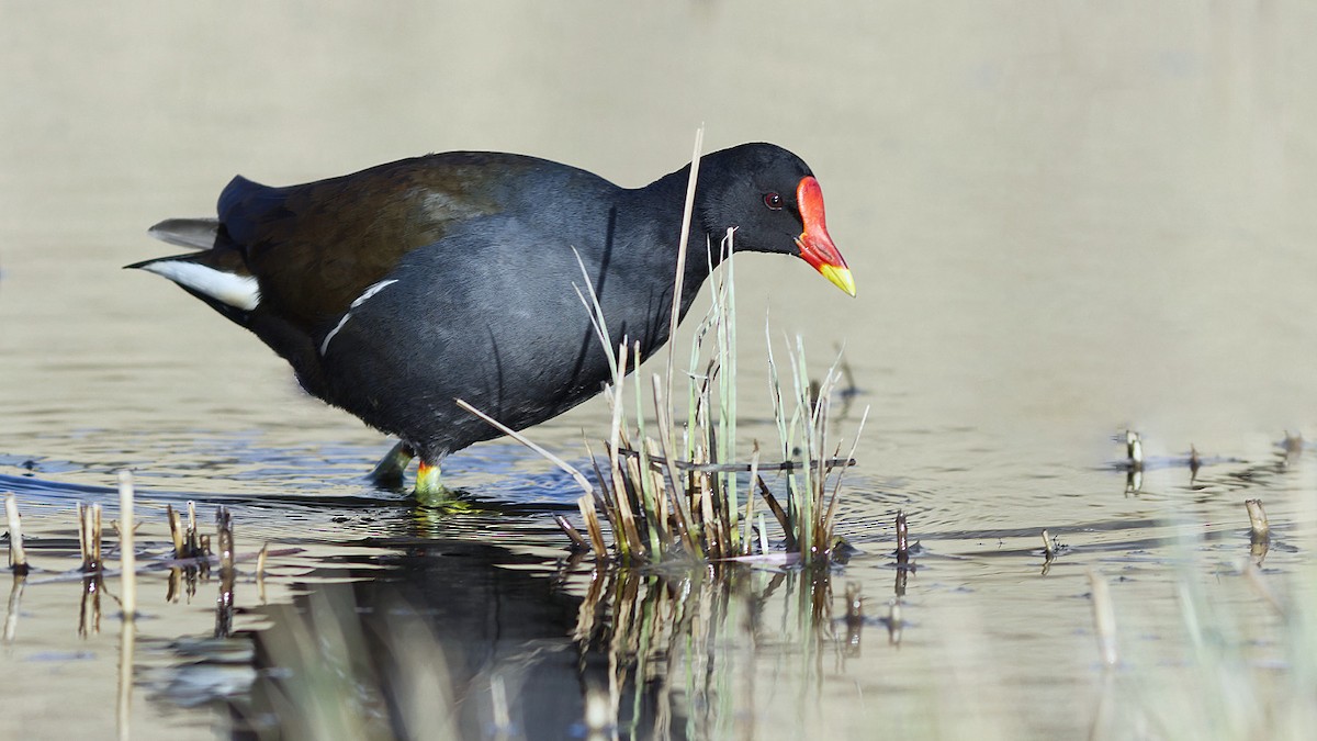 Eurasian Moorhen - ML324084721