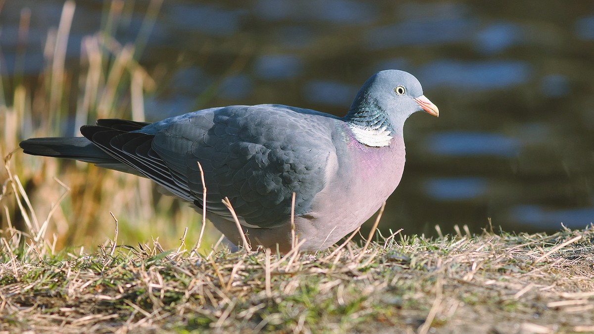 Common Wood-Pigeon - ML324084781