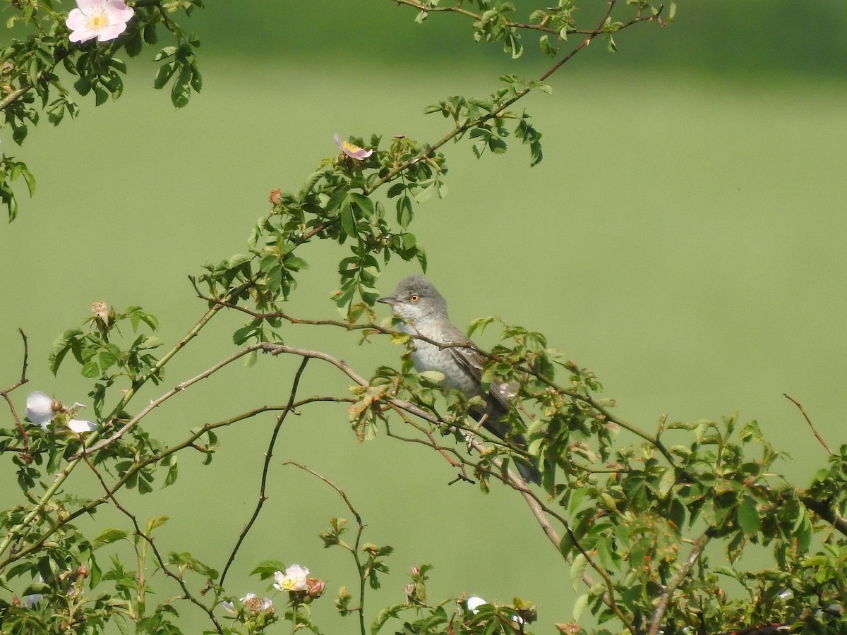 Barred Warbler - ML324086021