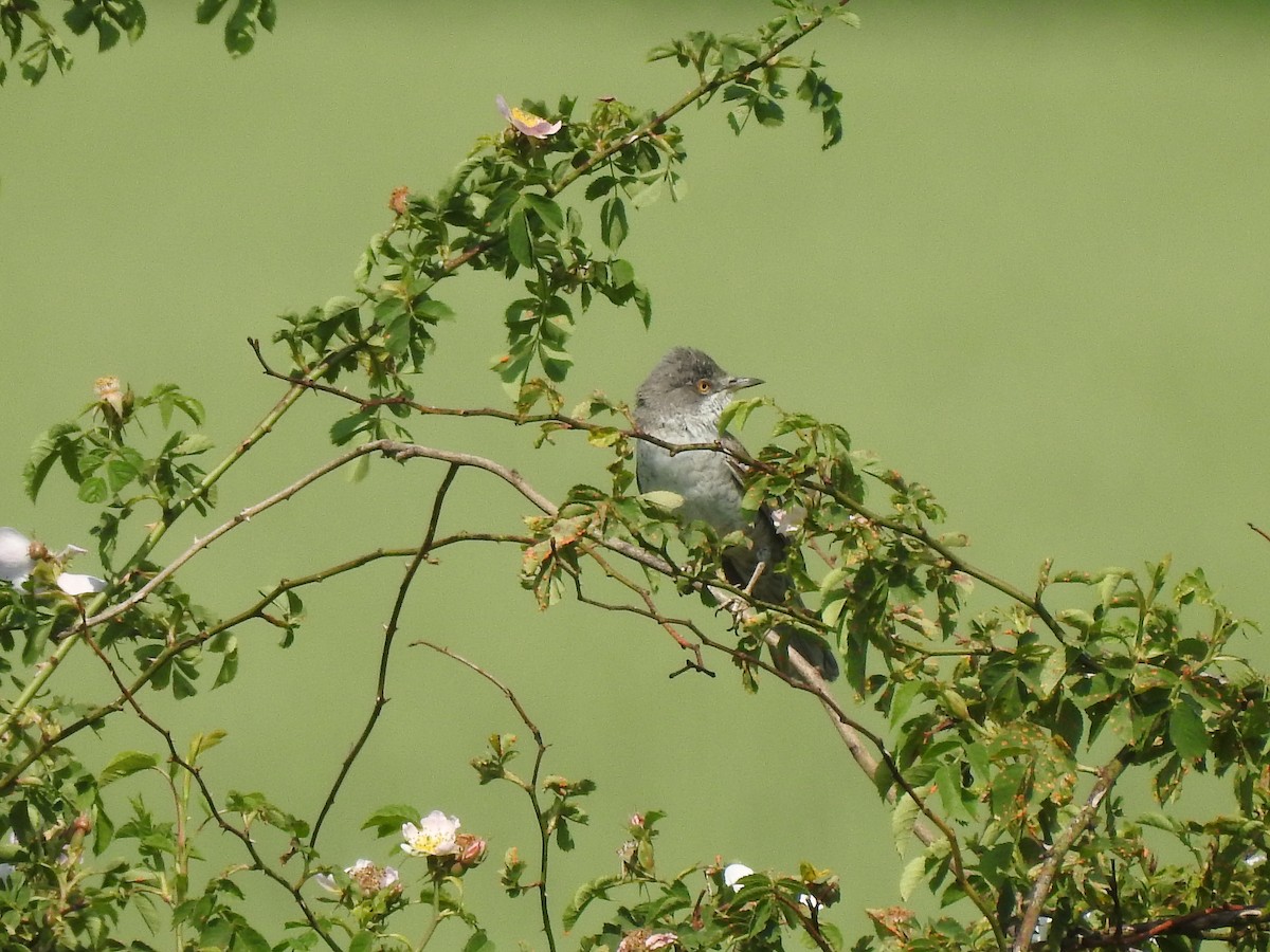 Barred Warbler - ML324086121