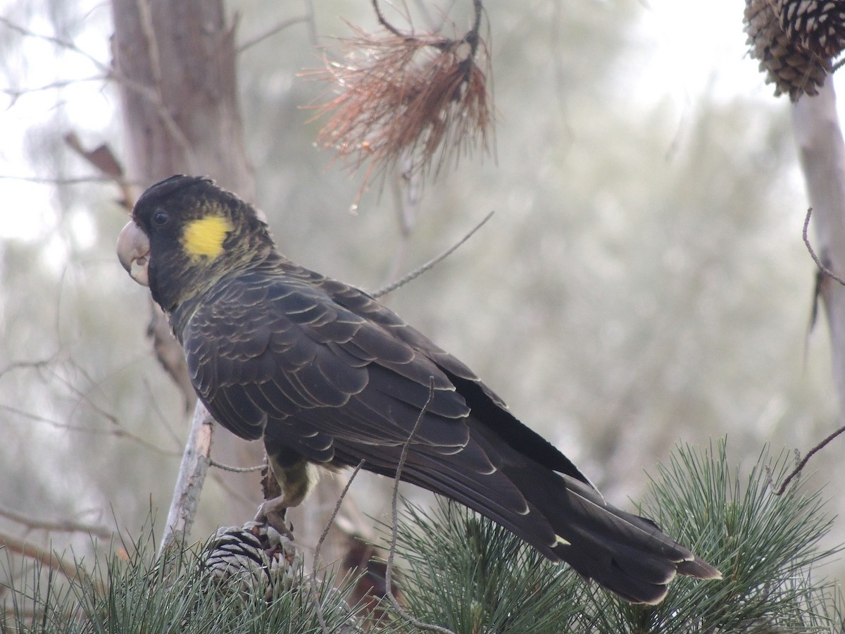 Yellow-tailed Black-Cockatoo - ML324086371