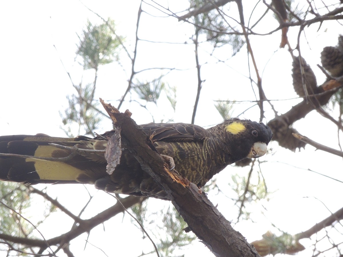 Yellow-tailed Black-Cockatoo - ML324086491