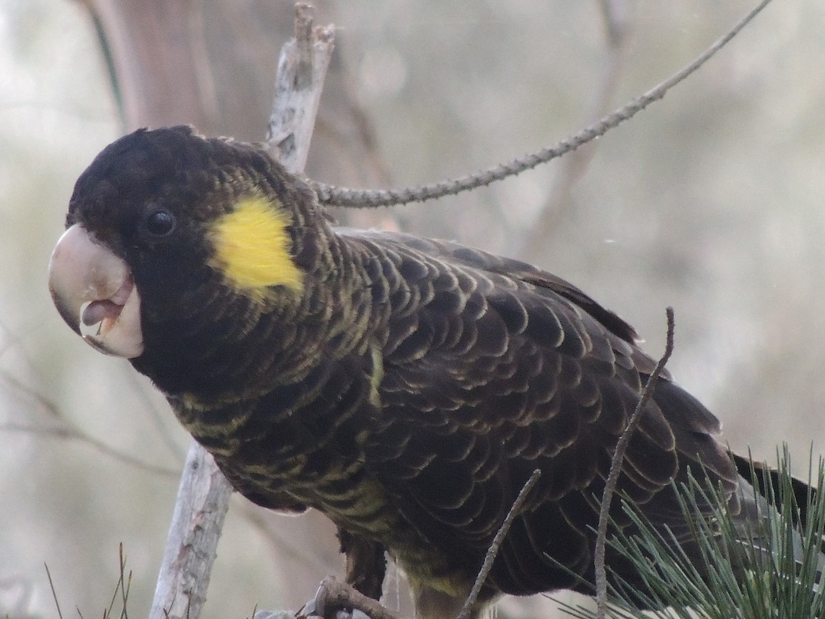 Yellow-tailed Black-Cockatoo - ML324086571