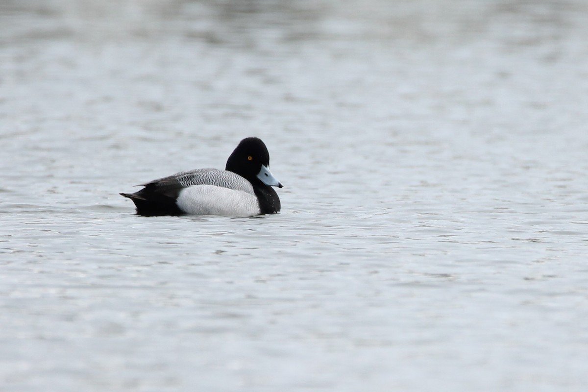 Lesser Scaup - Yannick Wouters