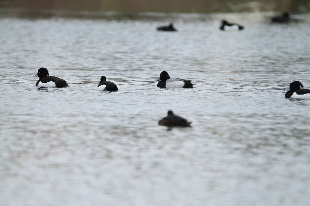 Lesser Scaup - ML324086871