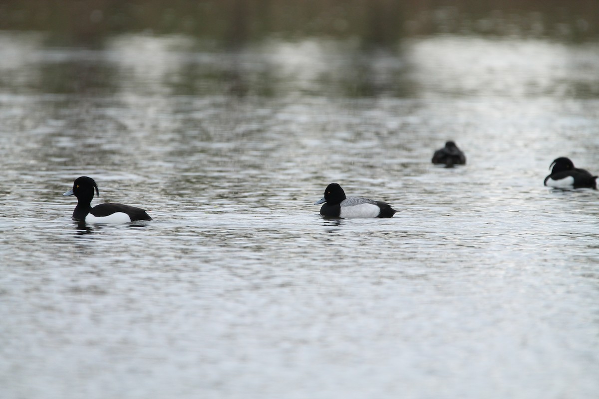 Lesser Scaup - ML324086881