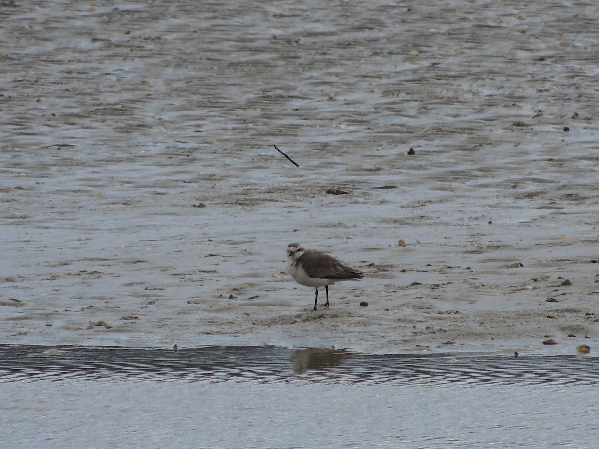 Red-capped Plover - George Vaughan