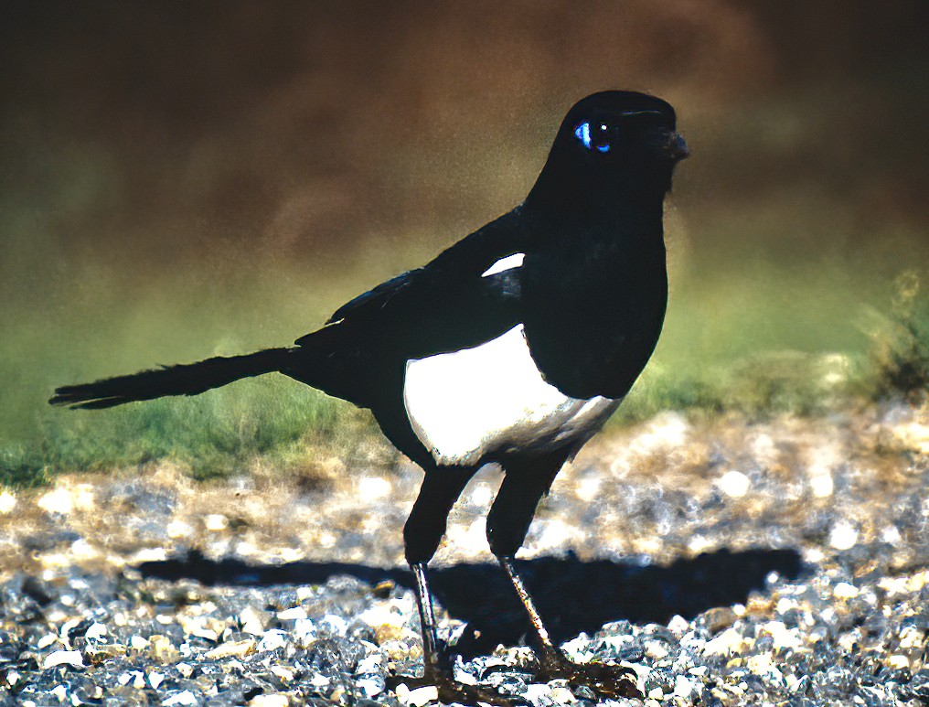 Maghreb Magpie - ML324087361