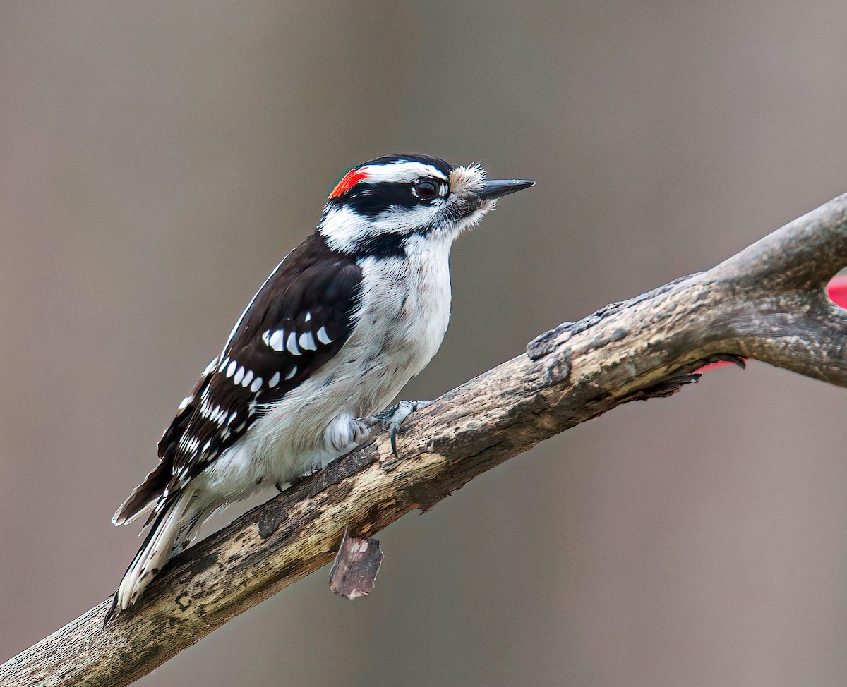 Downy Woodpecker - ML324087441