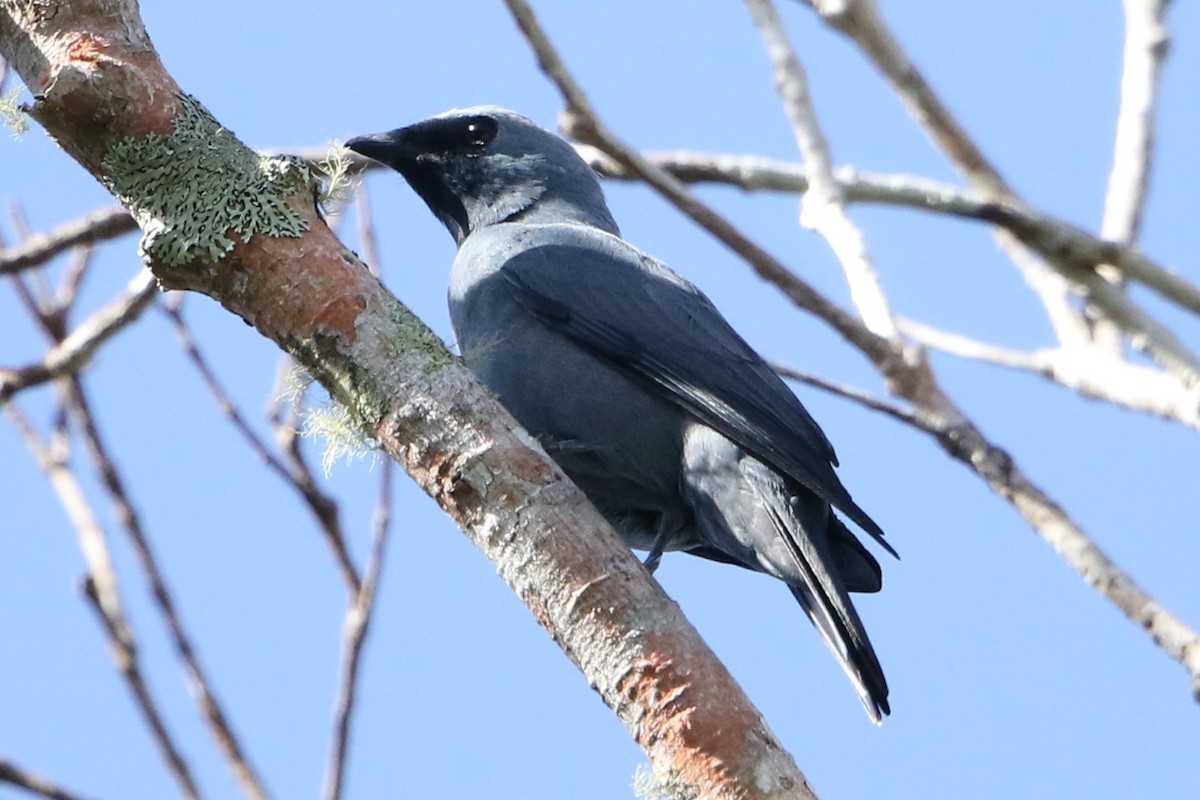 Boyer's Cuckooshrike - Bradley Hacker 🦜