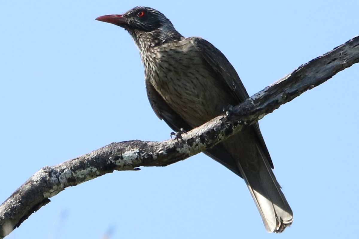 Brown Oriole - Bradley Hacker 🦜