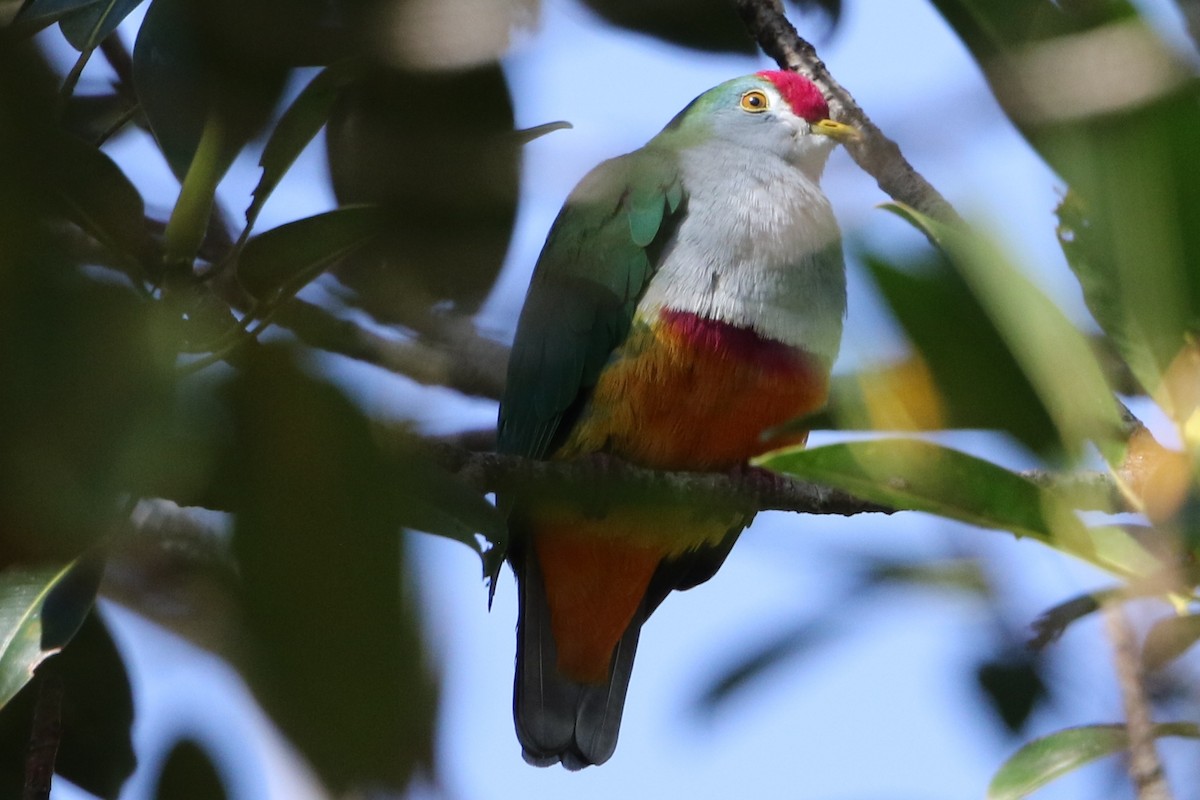 Beautiful Fruit-Dove - Bradley Hacker 🦜