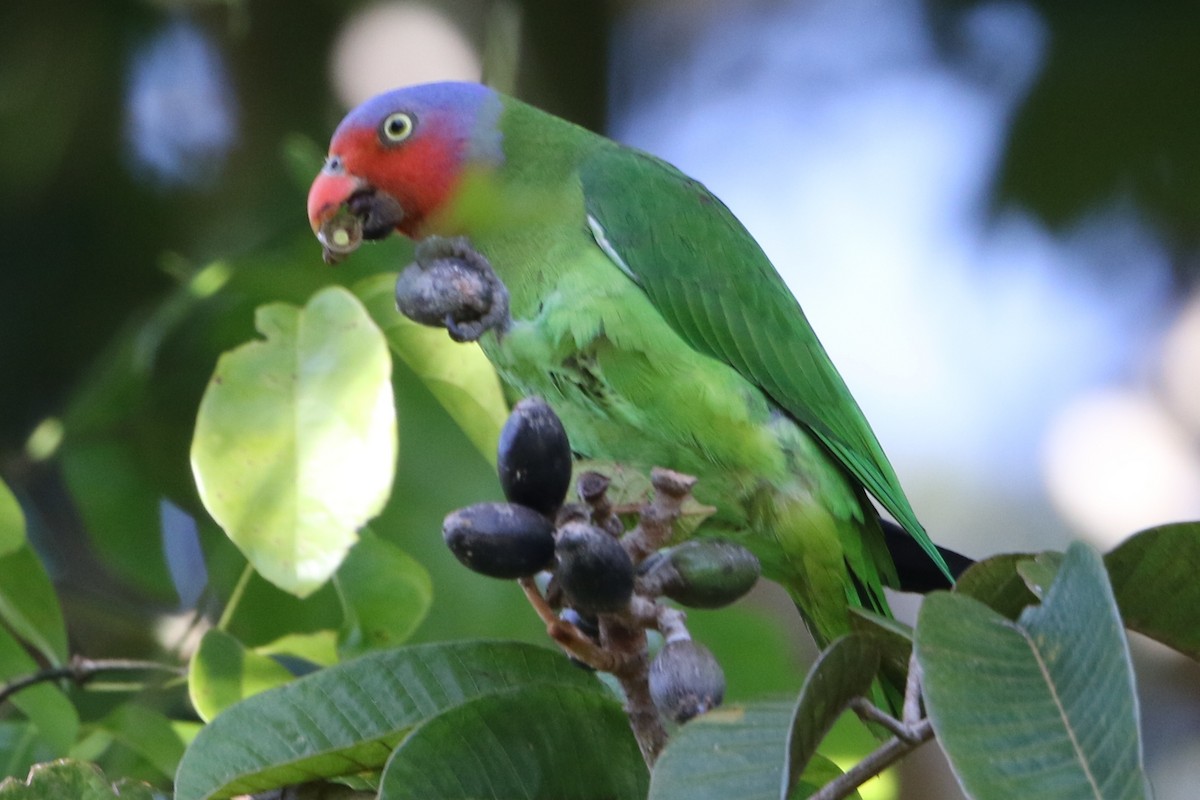 Red-cheeked Parrot - ML32408861