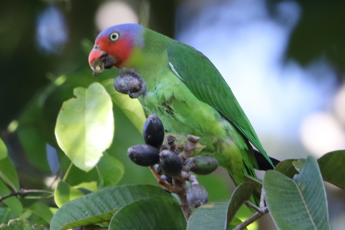 Red-cheeked Parrot - Bradley Hacker 🦜