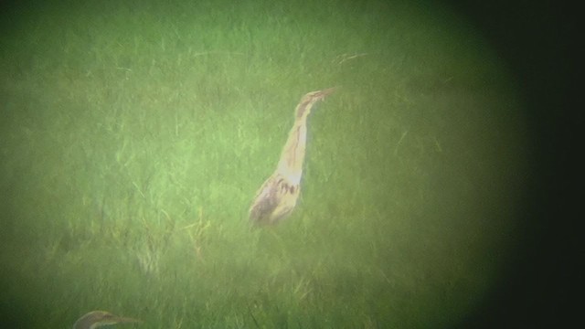 Pinnated Bittern - ML324089461