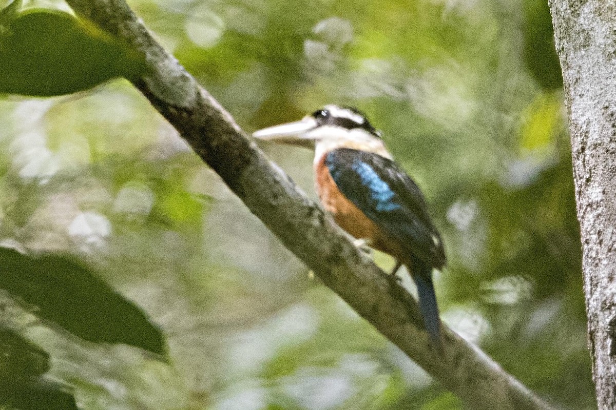 Rufous-bellied Kookaburra - Bradley Hacker 🦜