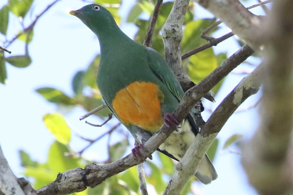 Orange-bellied Fruit-Dove - Bradley Hacker 🦜