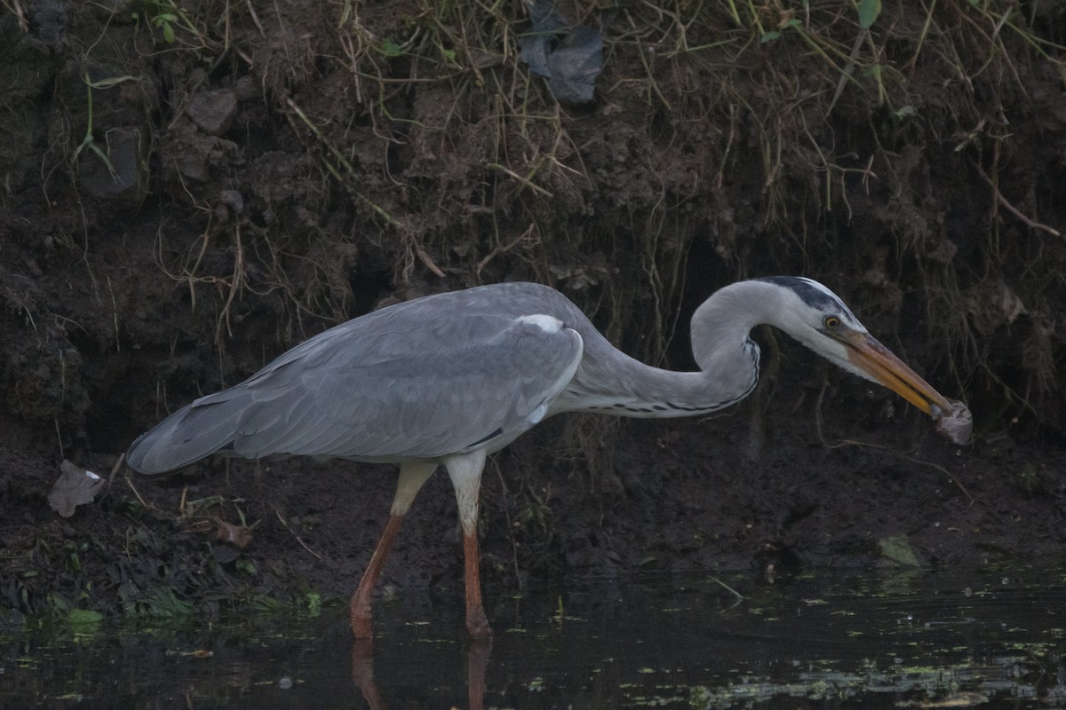 Gray Heron - ML324089621