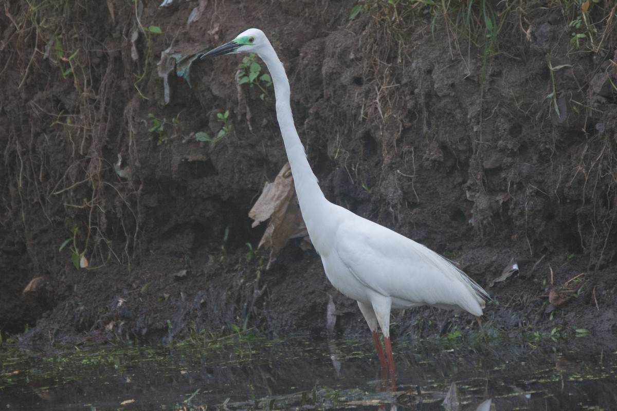 Great Egret - ML324089651