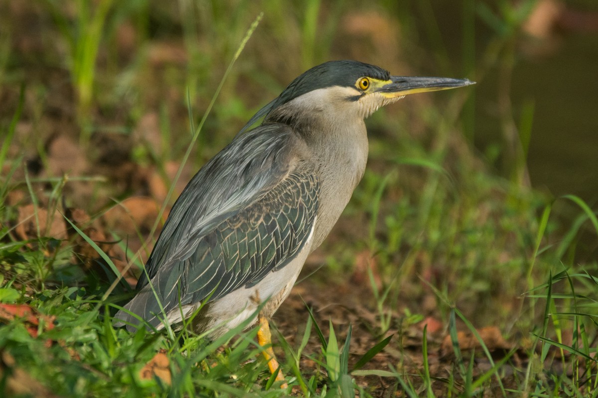 Striated Heron - ML324089691