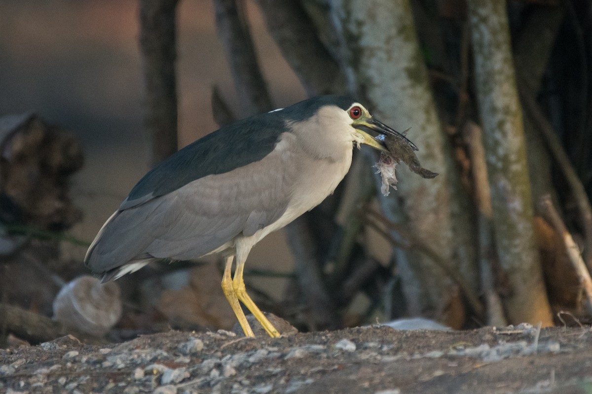 Black-crowned Night Heron - ML324089711