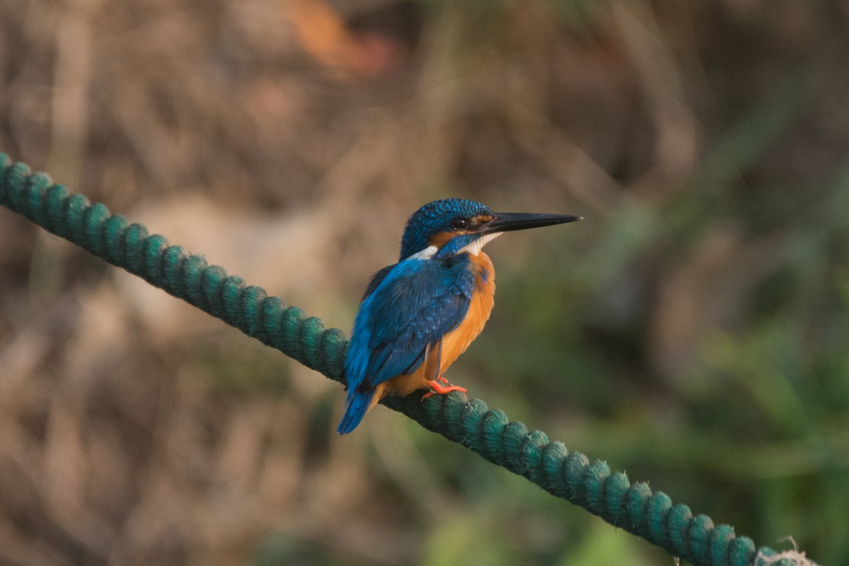 Common Kingfisher - ML324089801