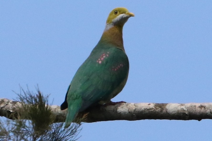 Pink-spotted Fruit-Dove - Bradley Hacker 🦜