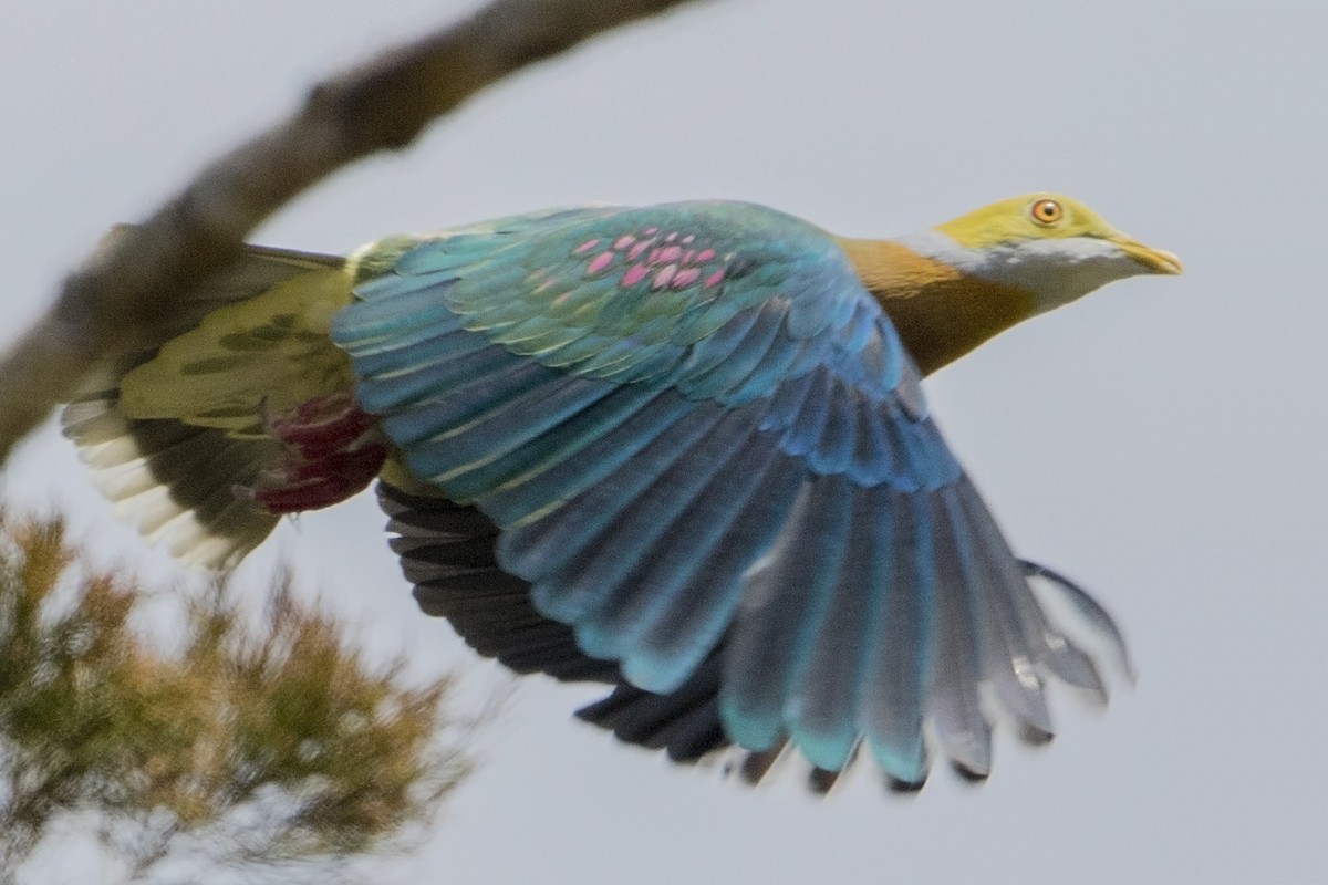 Pink-spotted Fruit-Dove - ML32409011