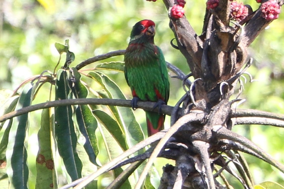 Yellow-streaked Lory - Bradley Hacker 🦜