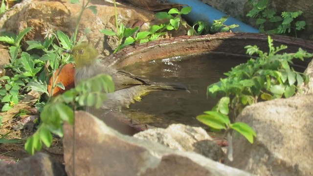 Yellow-throated Bulbul - ML324091511