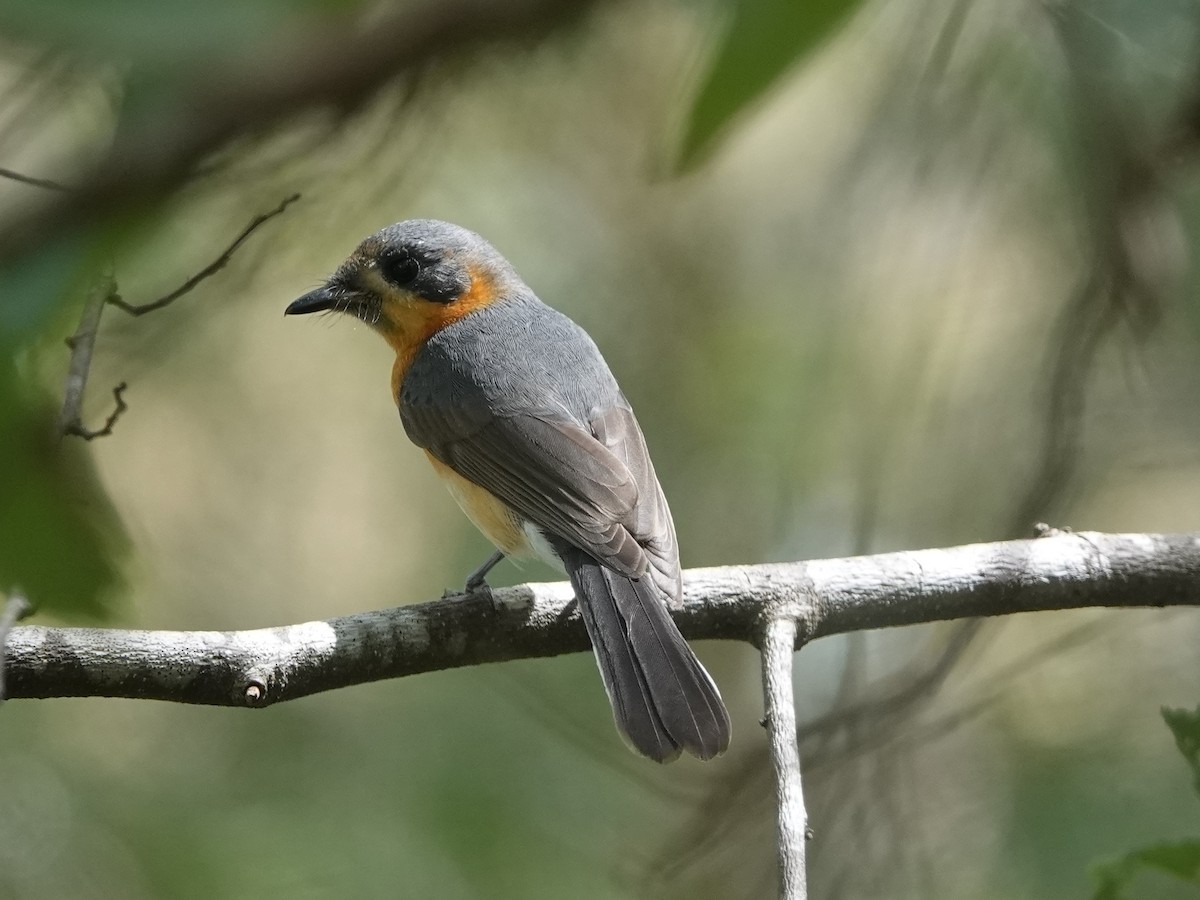 Australian Spectacled Monarch - ML324092431