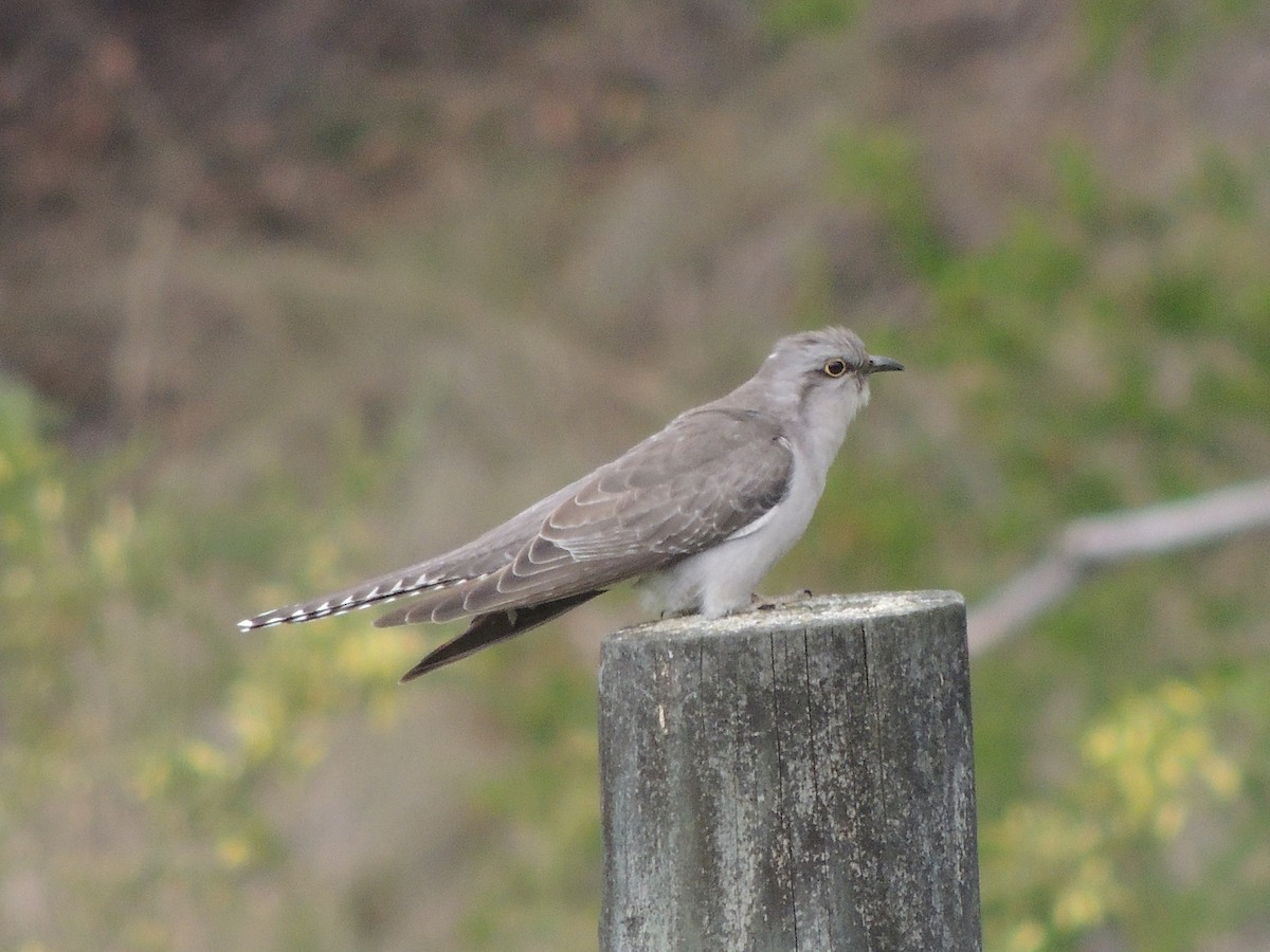 Pallid Cuckoo - George Vaughan