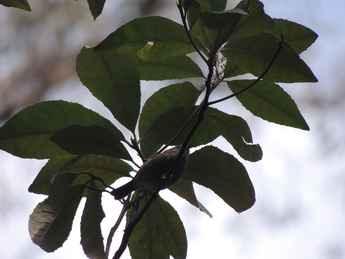 Tasmanian Thornbill - George Vaughan