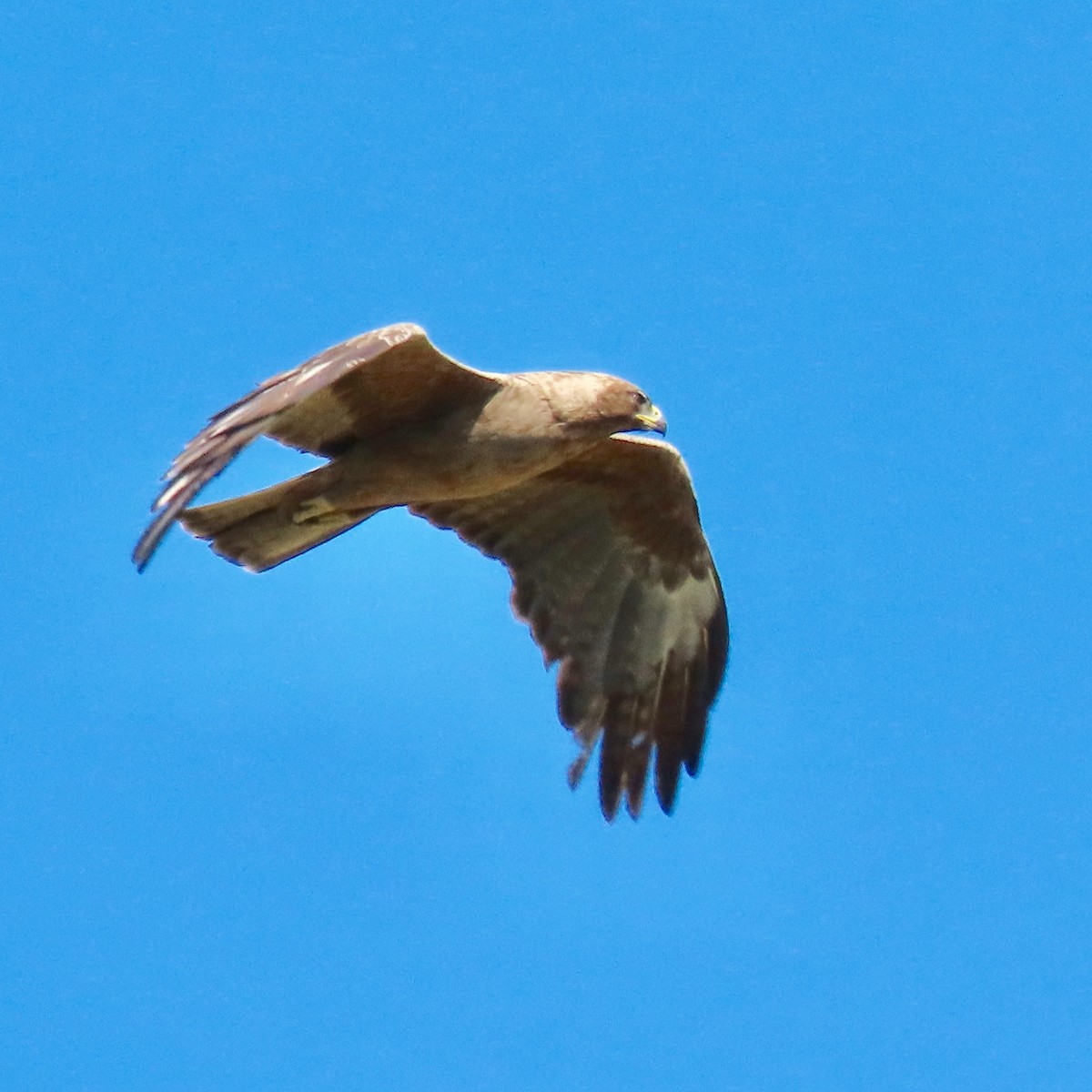 Wahlberg's Eagle - Asher Dare