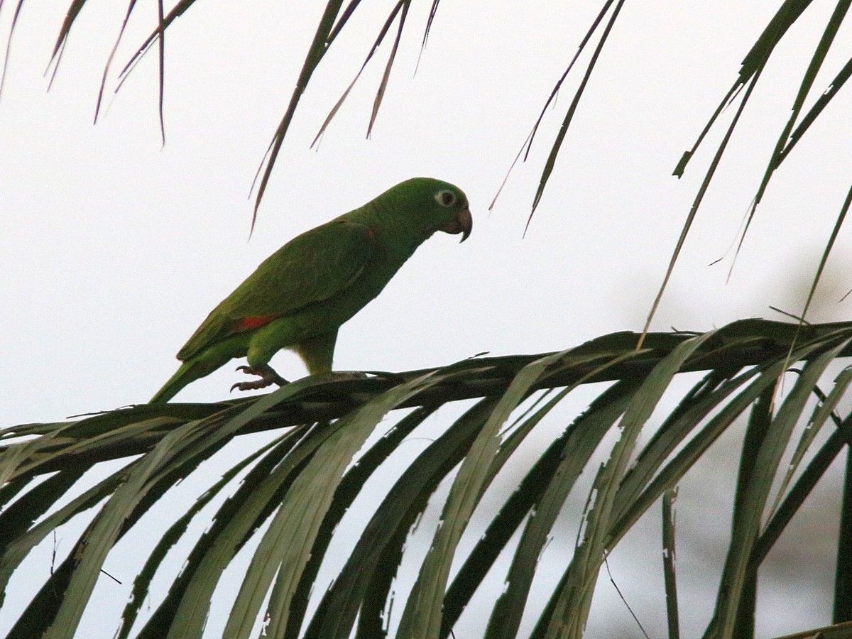 キビタイボウシインコ - ML324095781