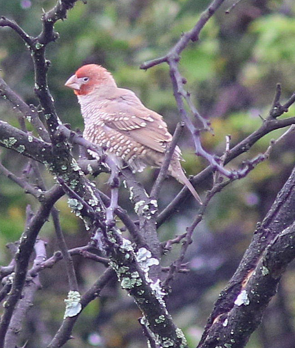 Red-headed Finch - ML324095931