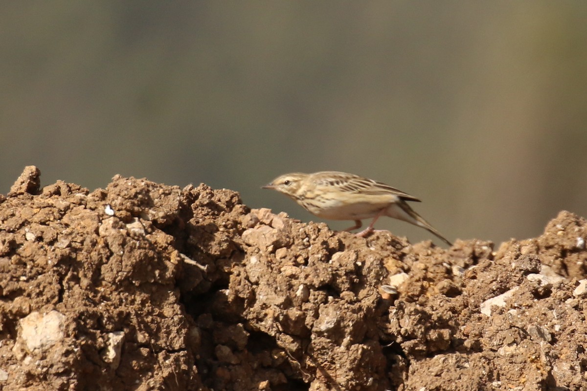 Tawny Pipit - Fikret Ataşalan