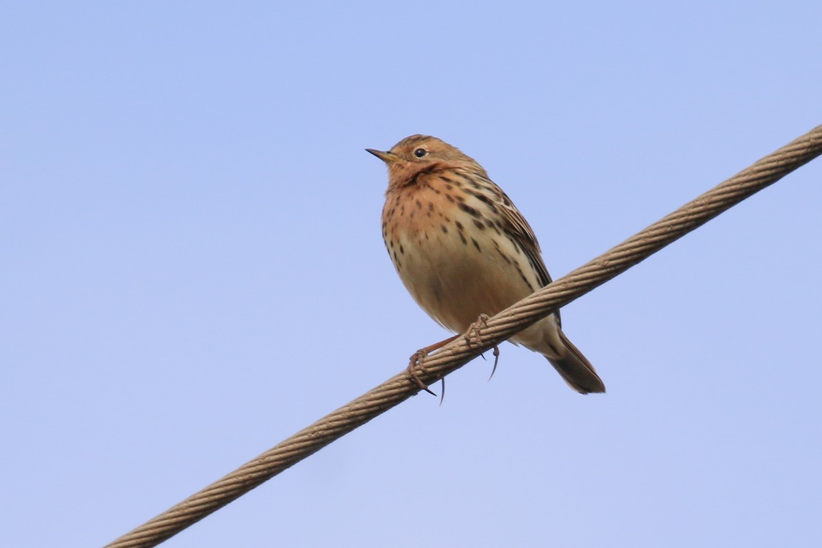 Pipit à gorge rousse - ML324098141