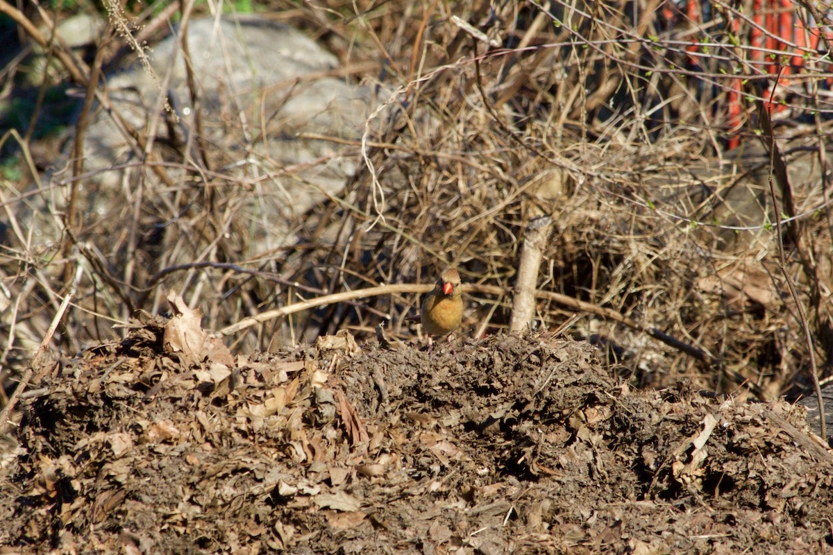 Northern Cardinal - ML324098161