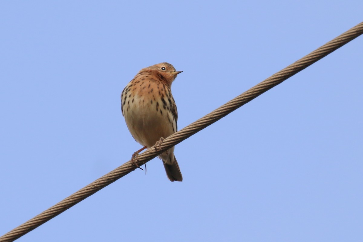 Red-throated Pipit - Fikret Ataşalan