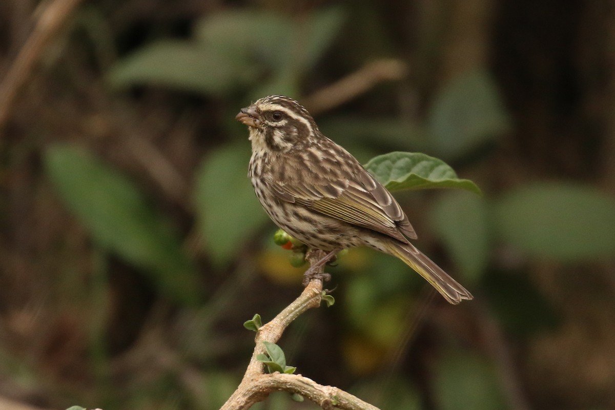 Serin strié - ML324098221