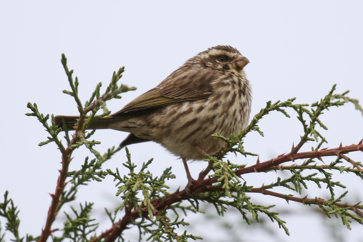 Streaky Seedeater - Fikret Ataşalan