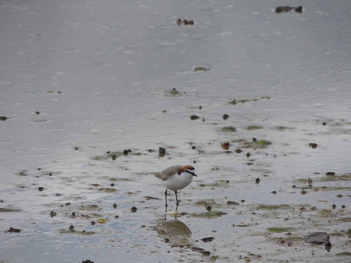 Red-capped Plover - George Vaughan