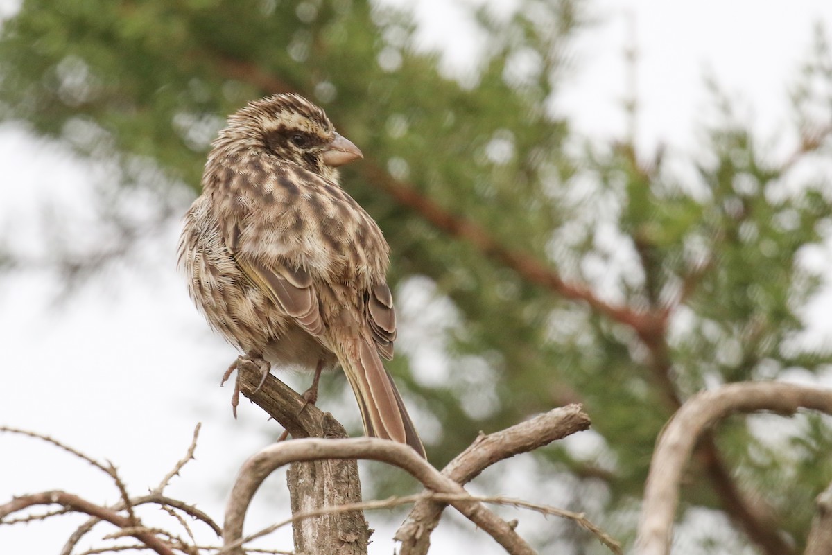 Streaky Seedeater - Fikret Ataşalan