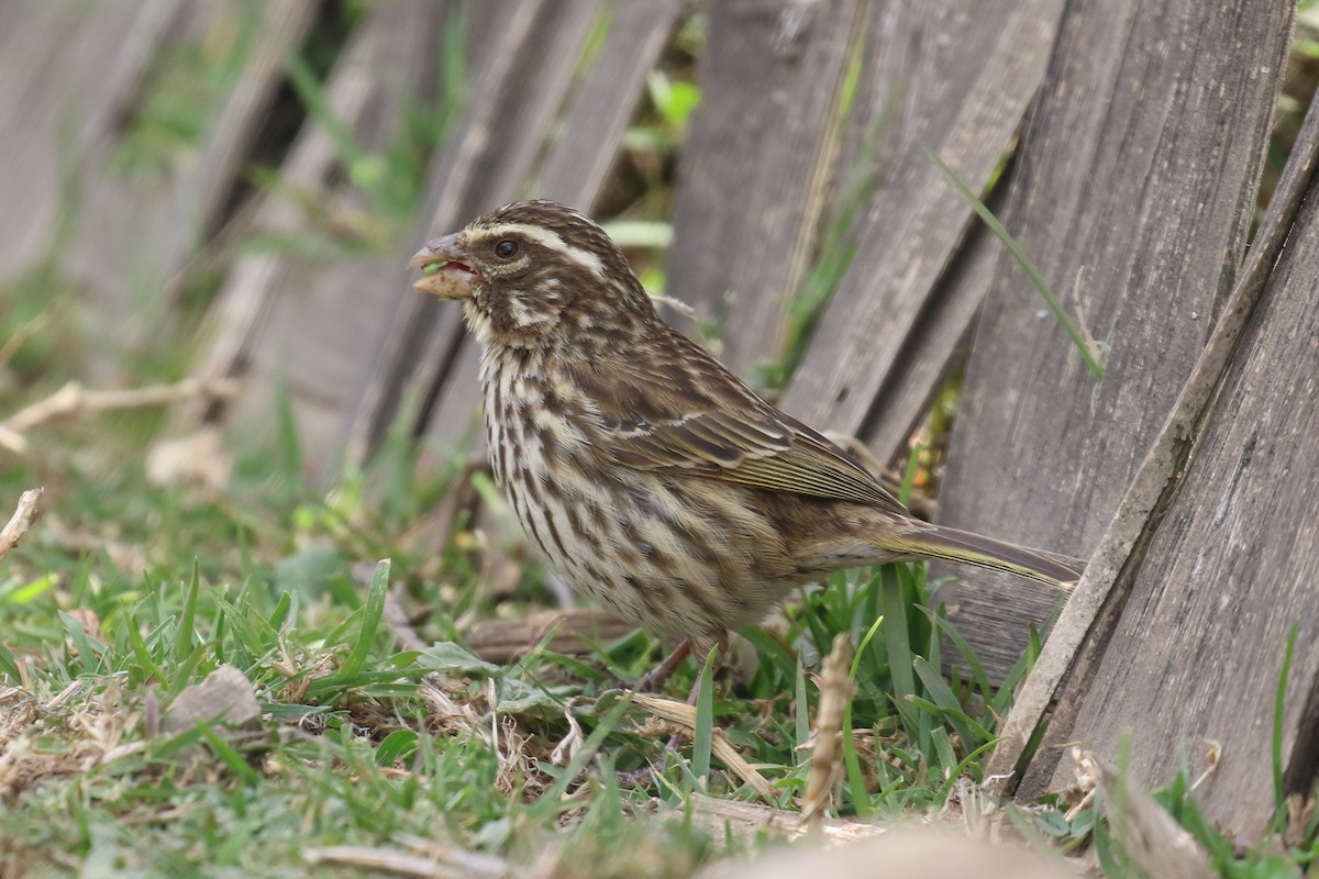 Streaky Seedeater - Fikret Ataşalan