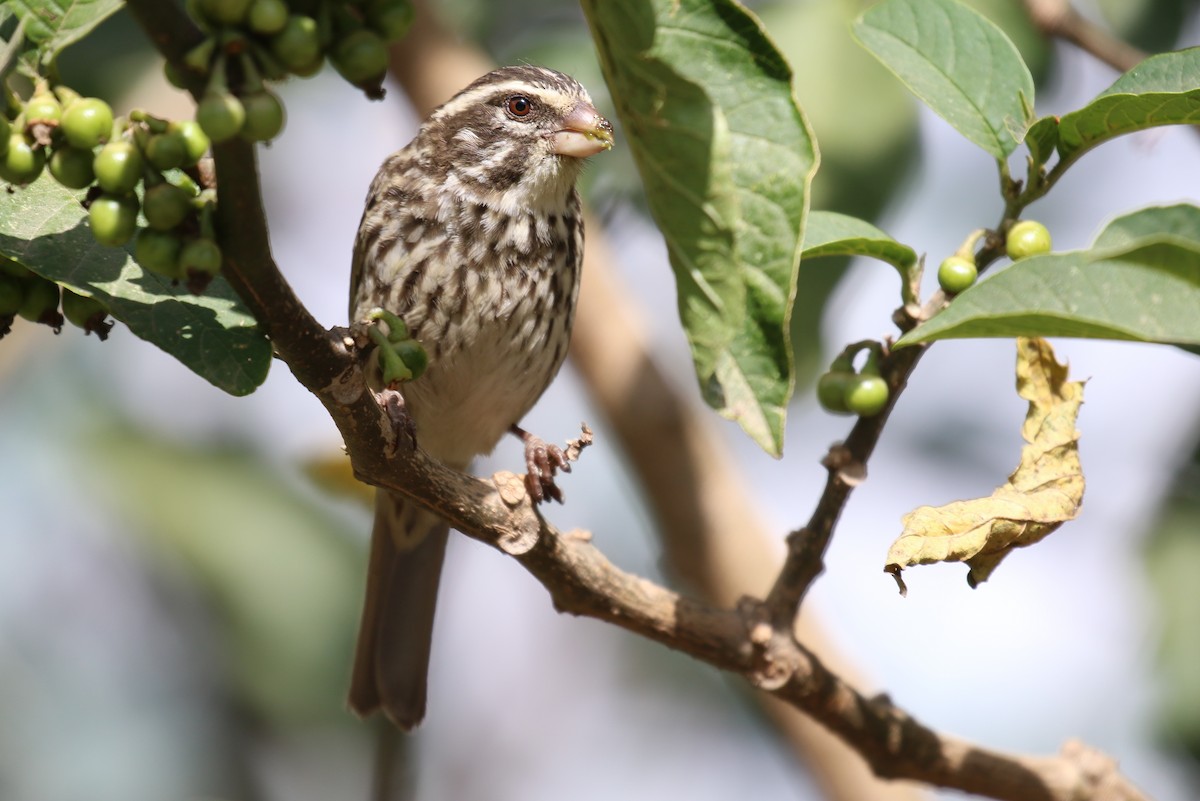 Streaky Seedeater - Fikret Ataşalan