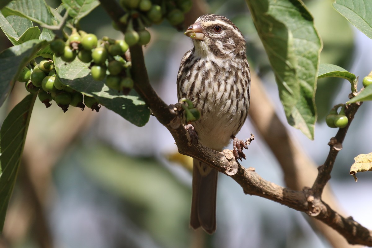 Streaky Seedeater - ML324098361